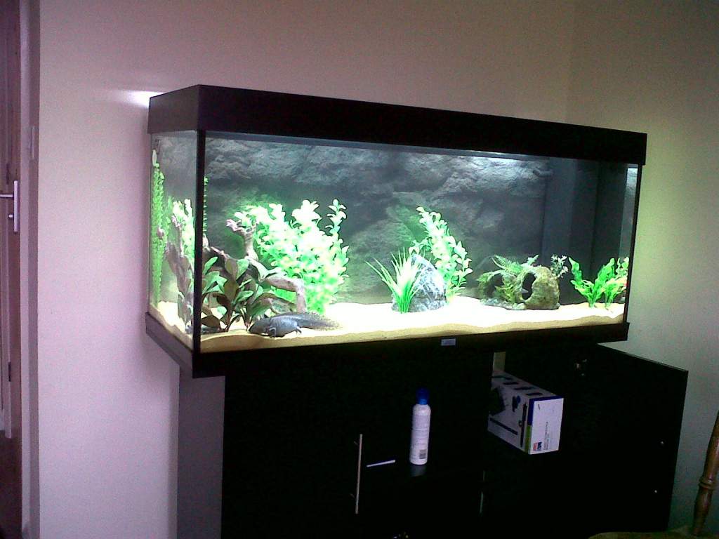 Evo's Current Home