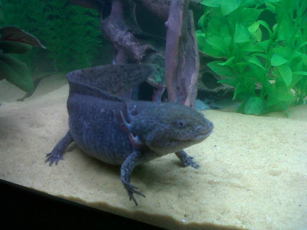Evo's Not Impressed Look, Haha