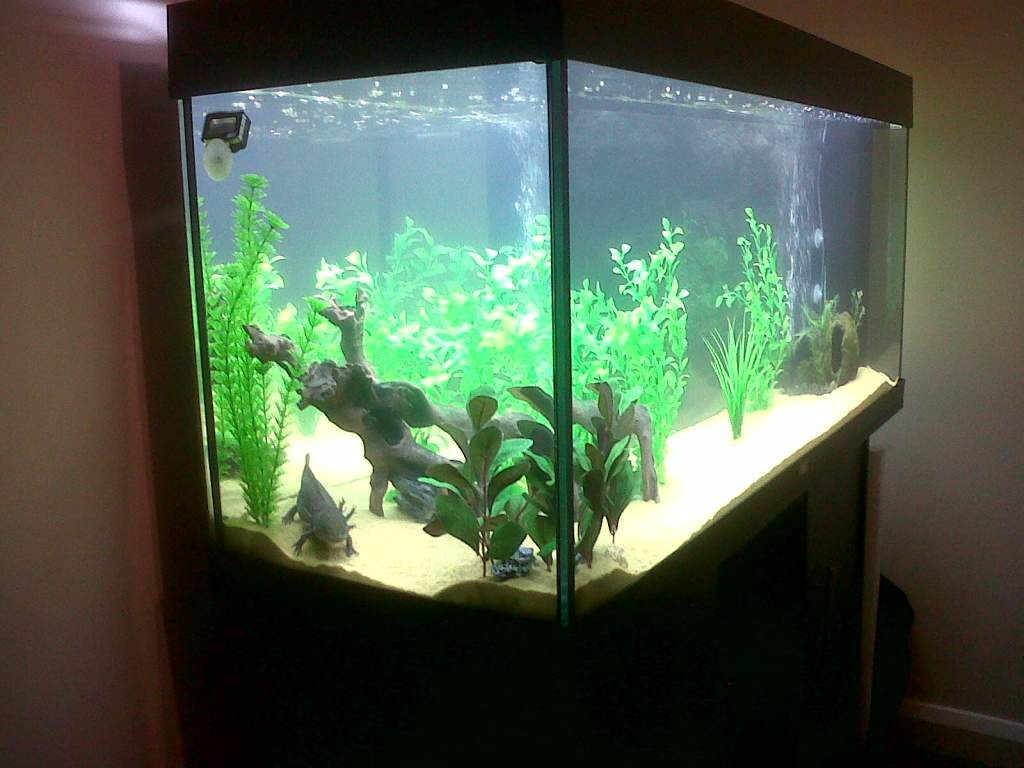 Evo's Rio 240, Looks Abit Merky Due To A Minor Planaria Outbreak