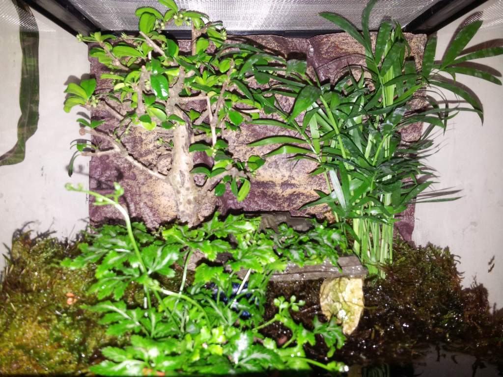 exo-terra 30x30 (cm) for my 6 smooth newt morphes