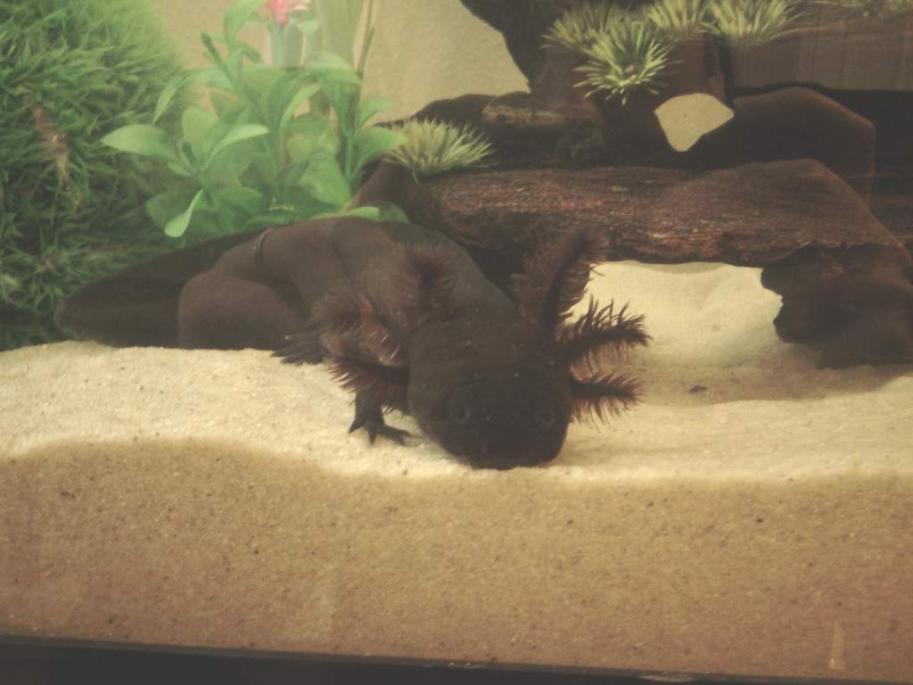 Exploring his tank after being reintroduced. No more sick tank! :]