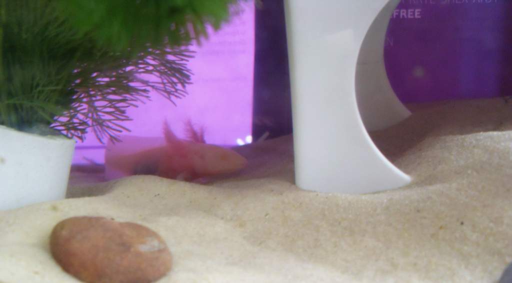 exploring new tank