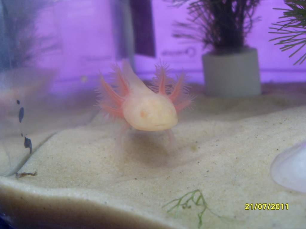 exploring tank