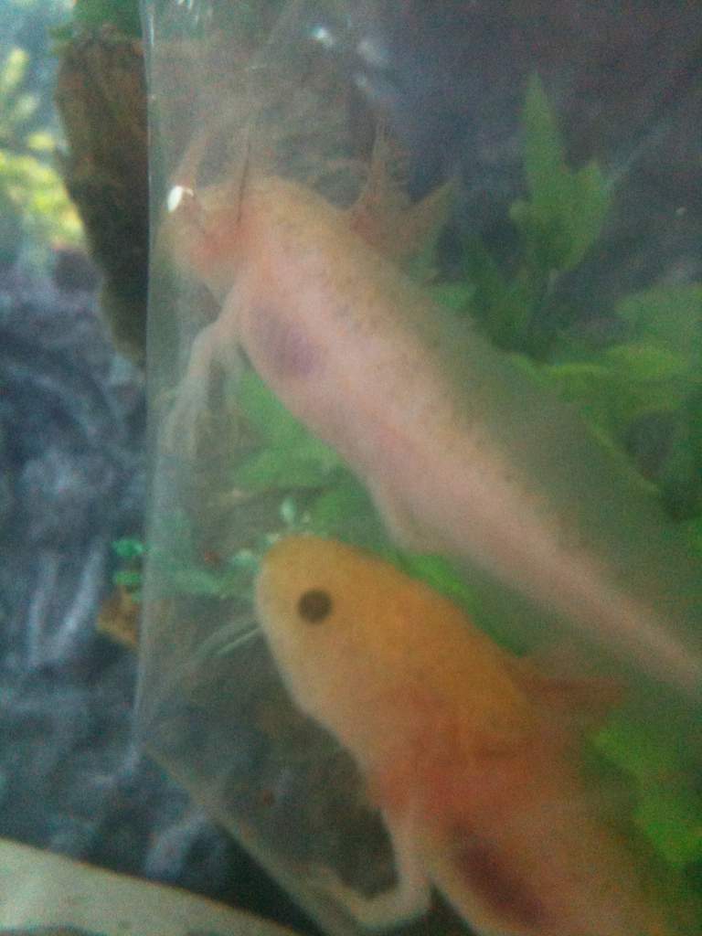 Extra leg!