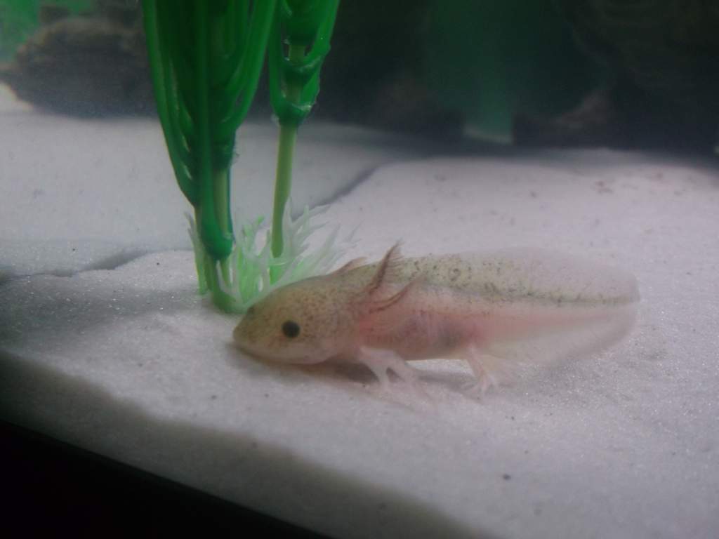 Extra little arm!