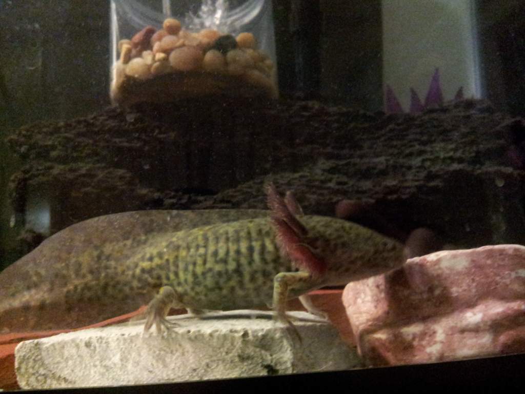 Eye-balling my food dish...