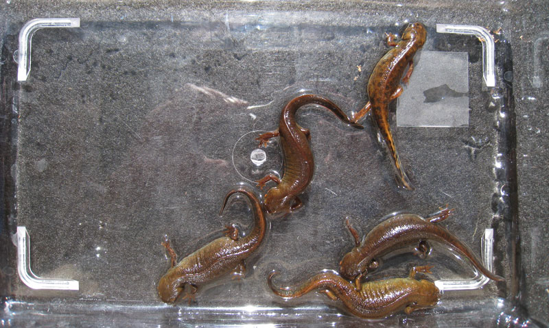 F1 animals selected for dark coloration. (Male was from the founder group.)