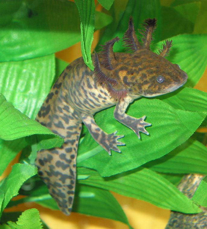 Fair colored 2010 youngster
Andersonis are web-footed and more muscular than mexicanum