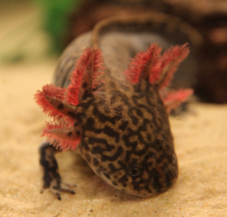 Fair colored adult male