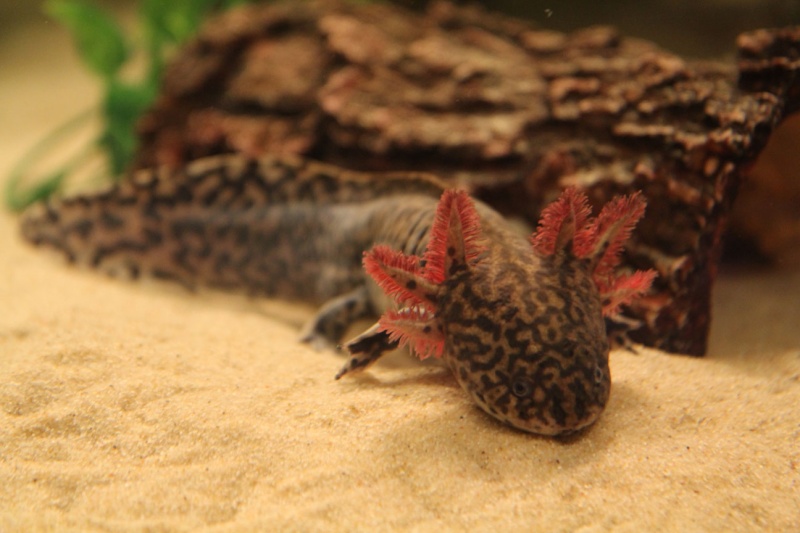 Fair colored adult male