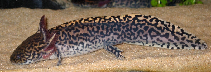 Fair colored adult male