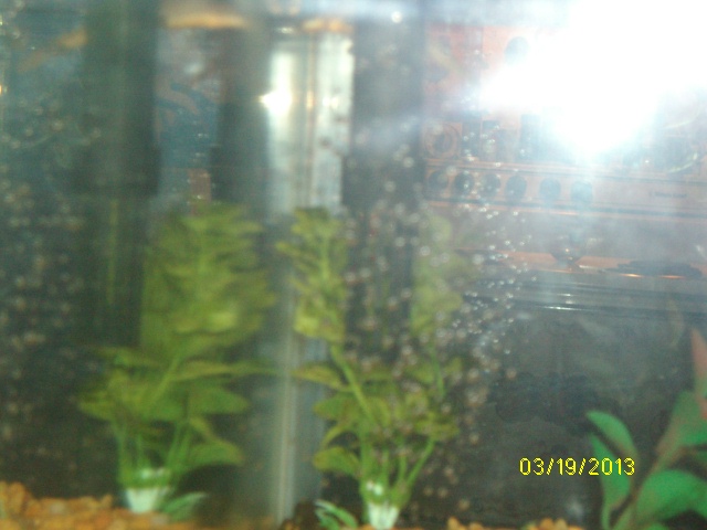 fake plastic plants for ten gallon tank.