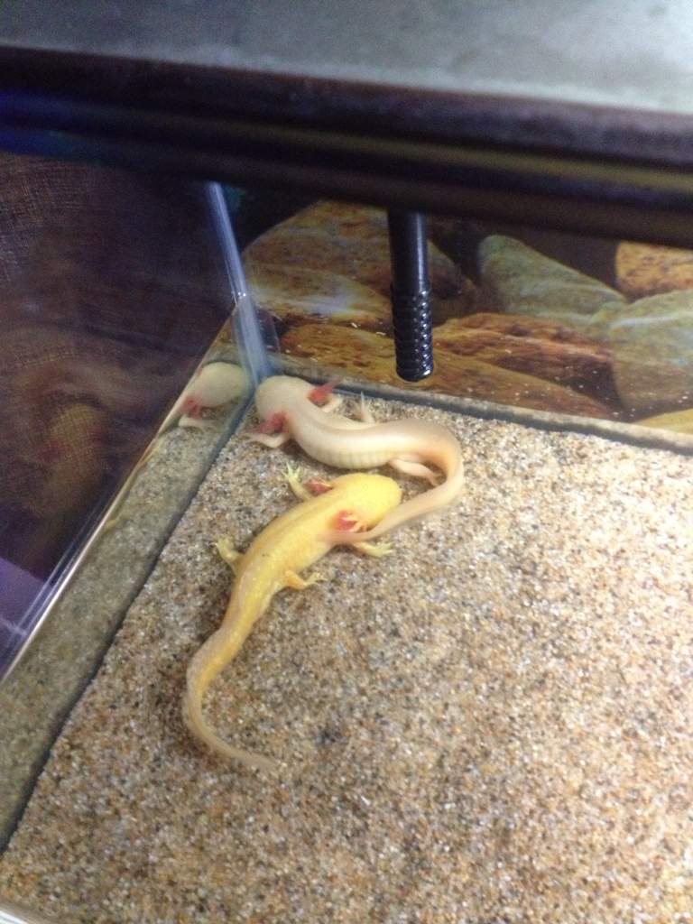 Falcor and 3CPO