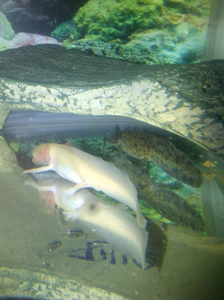Falcor and Hikari scoping out their new home