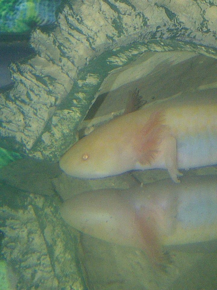 Falcor