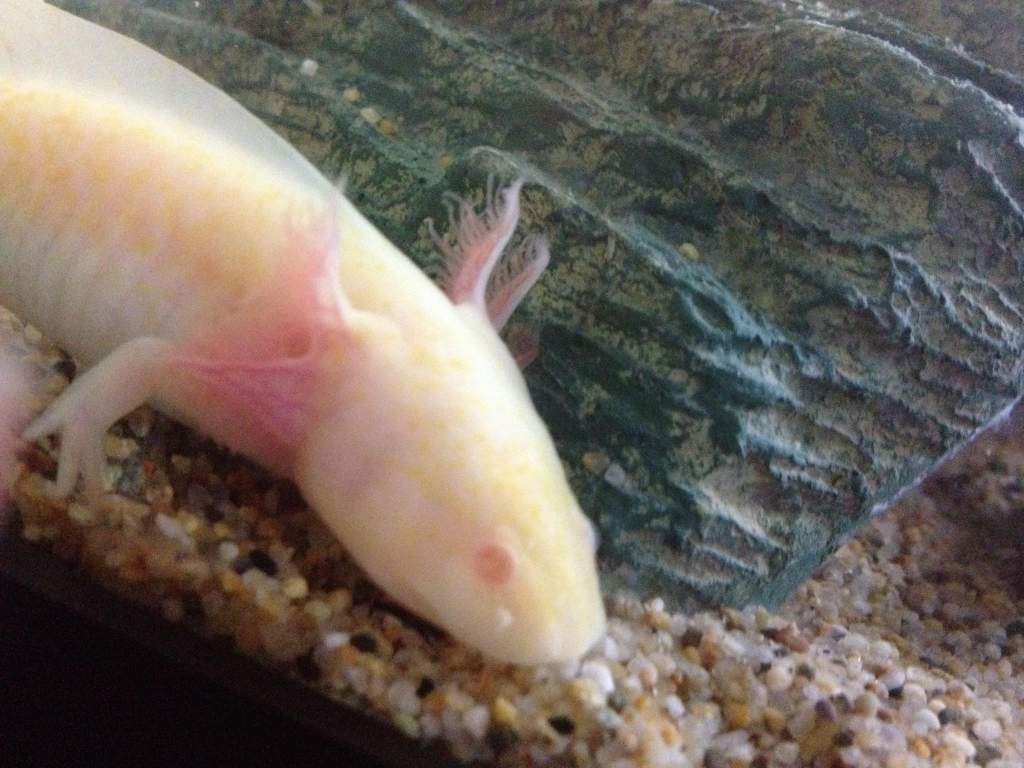 Falcor