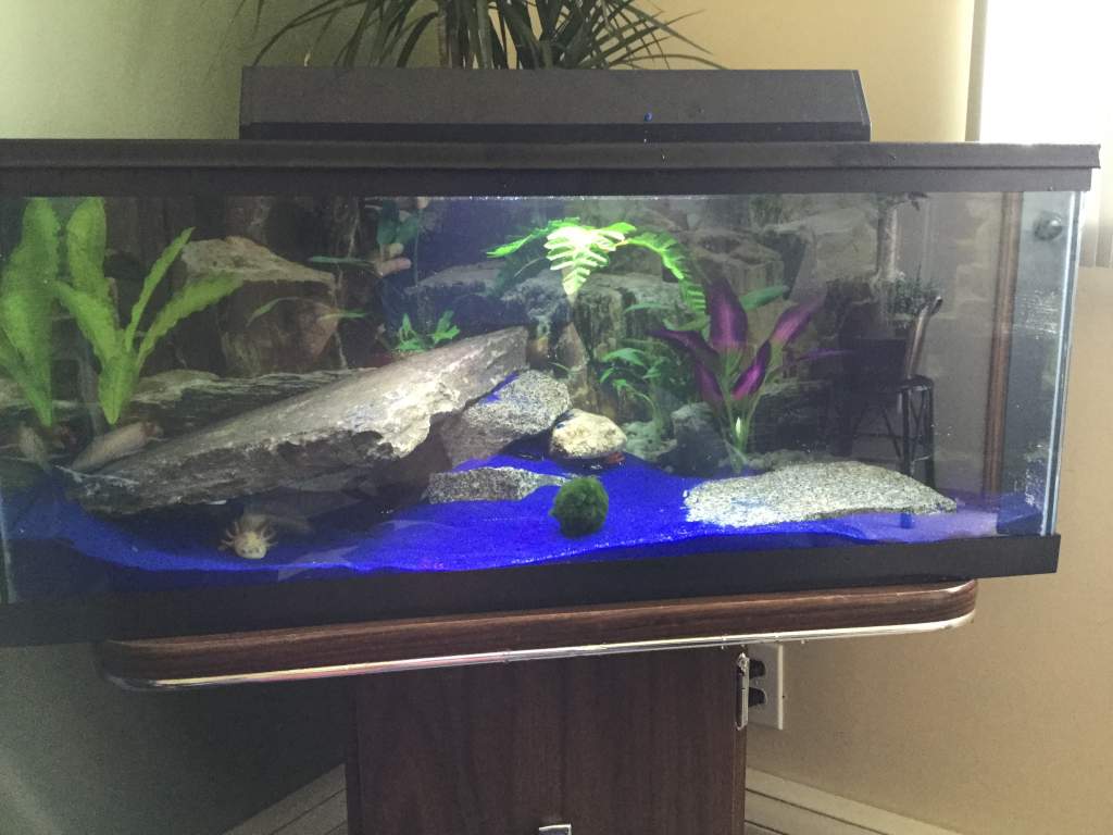 Falcors First tank..20 gal
