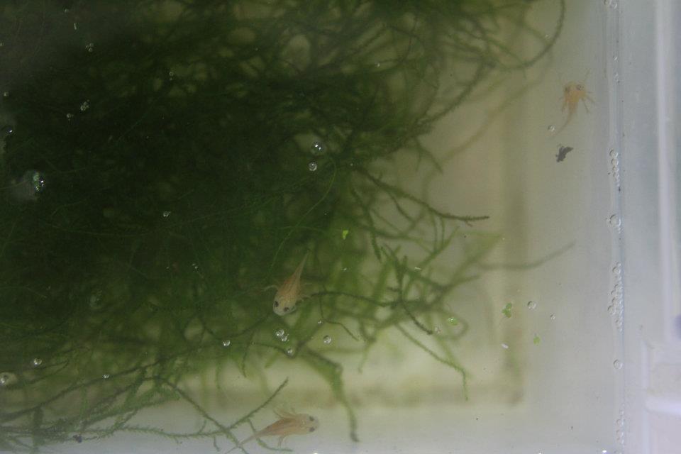 fall 2011 larvae