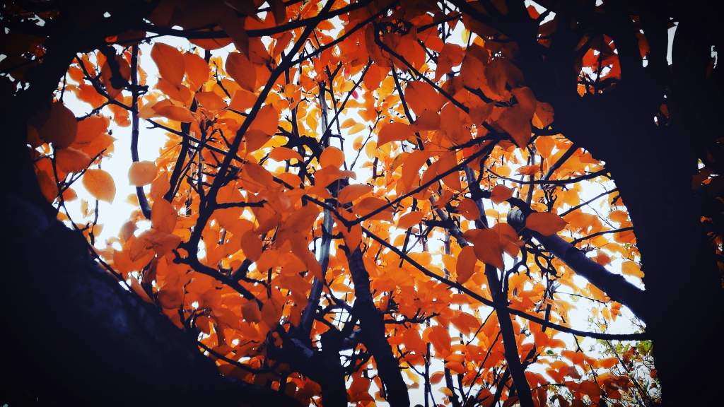 Fall leaves in Washington state