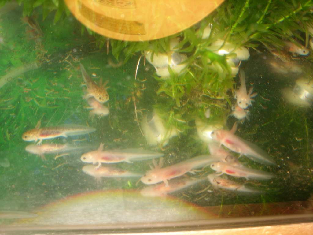 family photo's 016