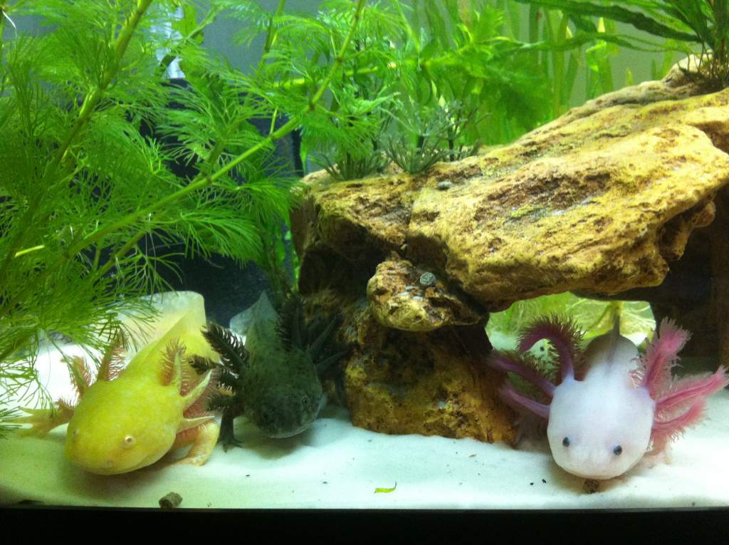 Family portrait! (2 others too small to go in same tank)