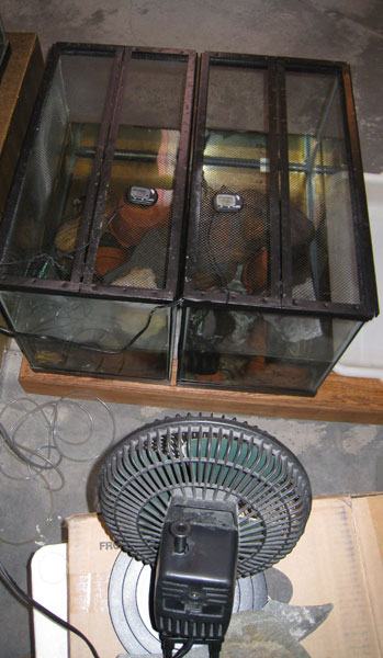 Fan cooling of N. strauchii tanks.