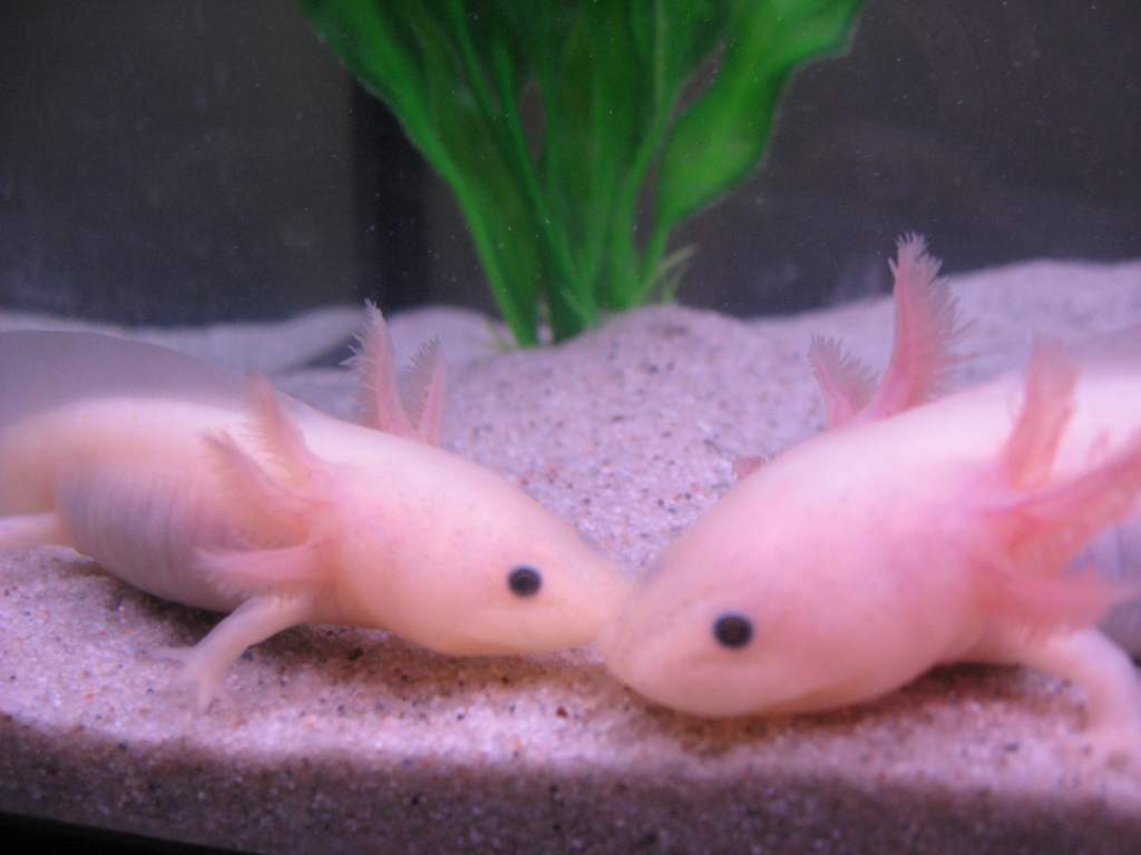 Faraday and Crowley when they were teeny!