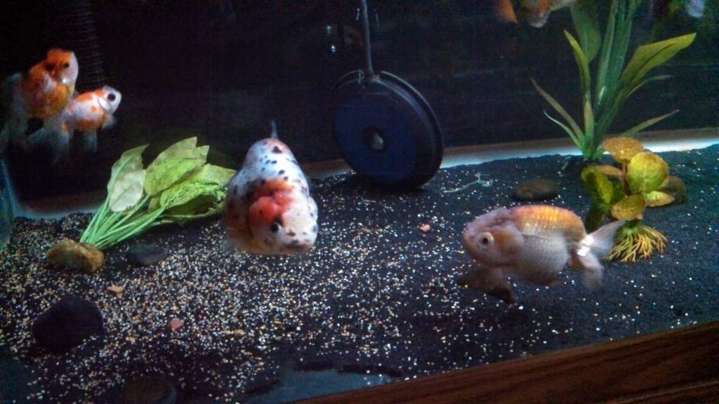 Fat and happy