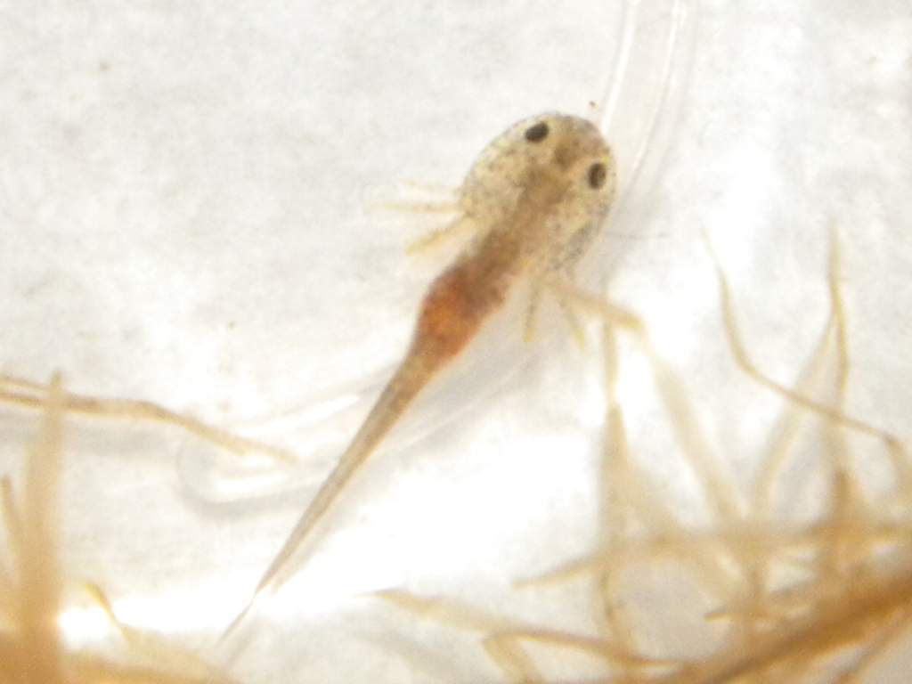 fat tummy after lots of daphnia