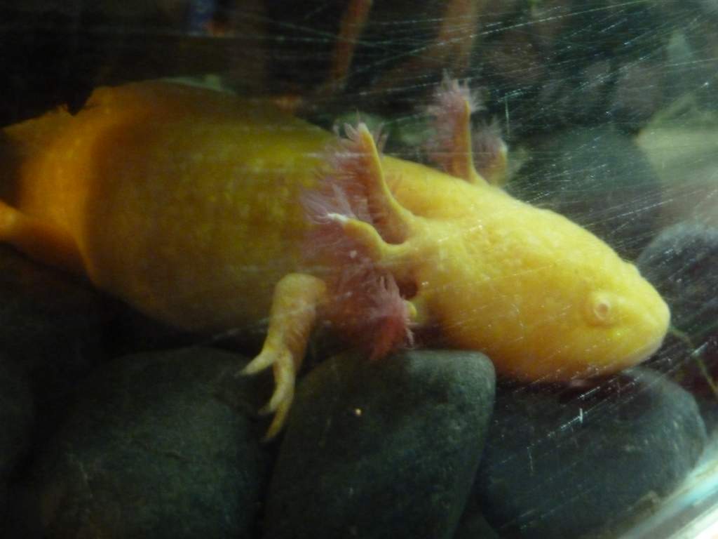 'Fatty-fats', slightly traumatized after laying 300+ eggs for the first time and thus looking the slimmest she's ever been ;)