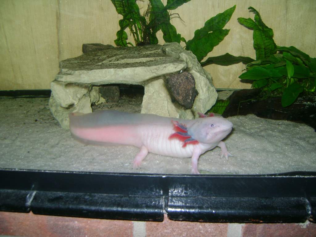 fattylotl 21/07/2011