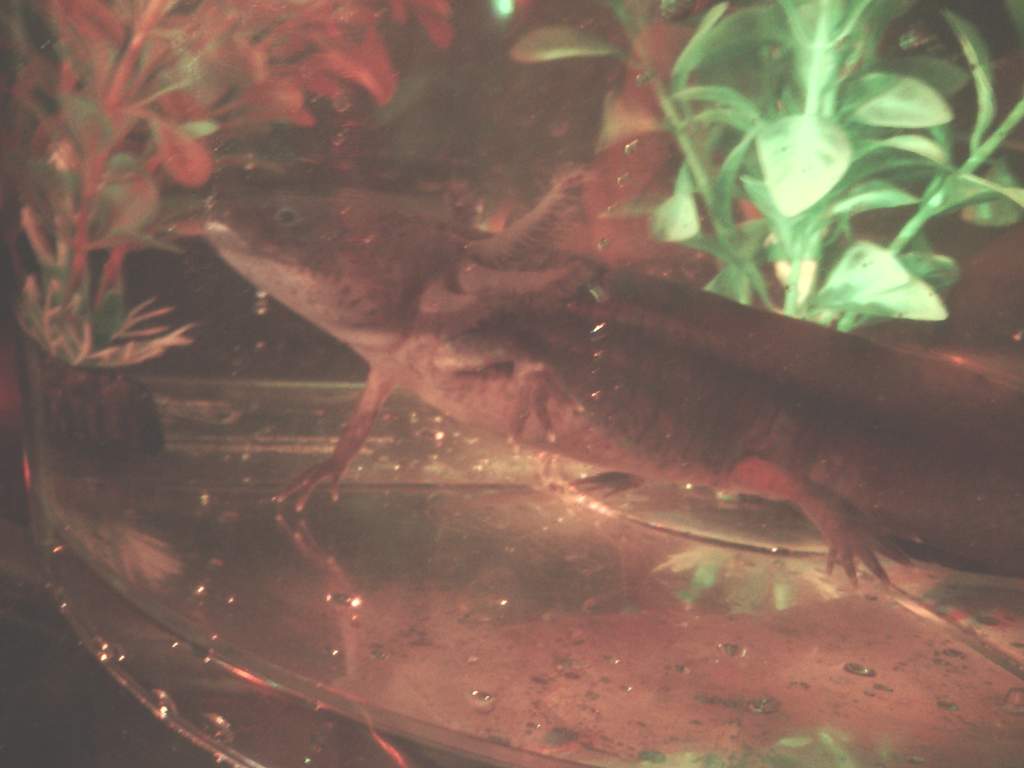 Favoring his foot right after the incident- Day 1