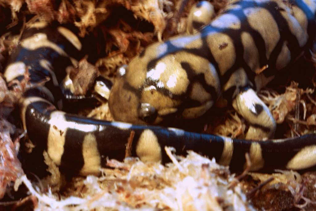 Fawn and Faines big old tail.