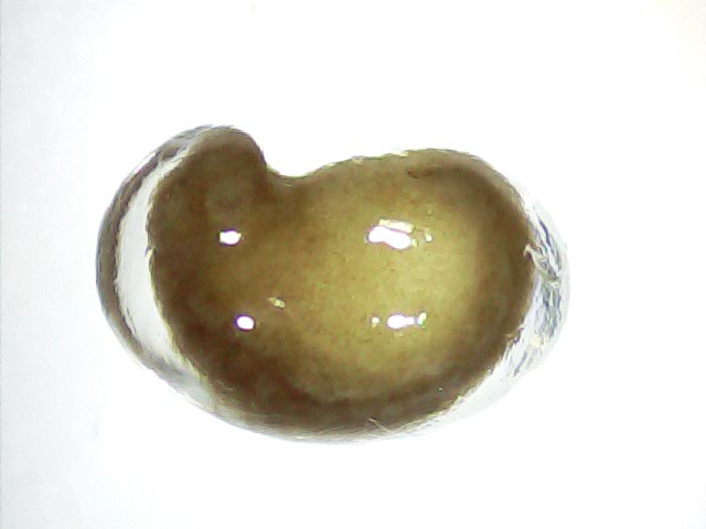FBN Egg 1 Week