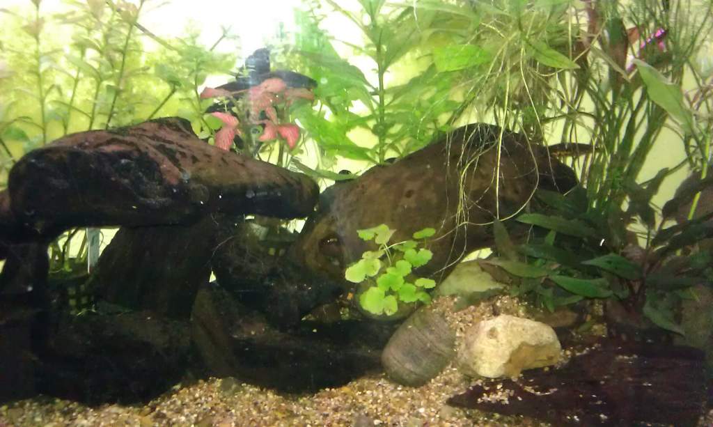 FBN Tank