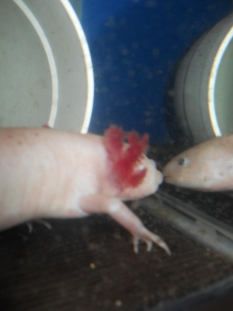 Feathery gills on one-side.. the other side had been chewed off in the LFS. :(