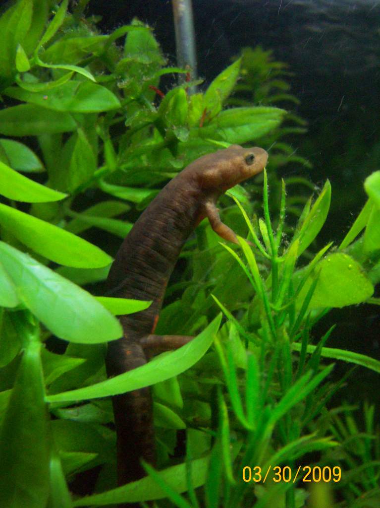 fed my newest newt just a juvional