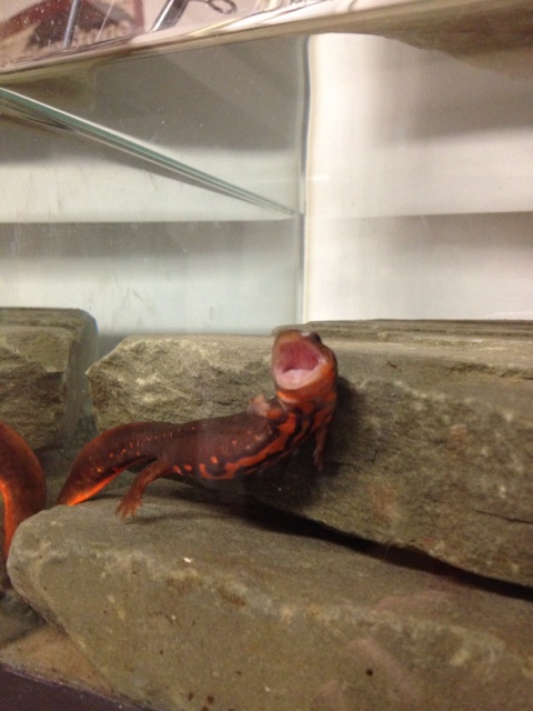 feed me!