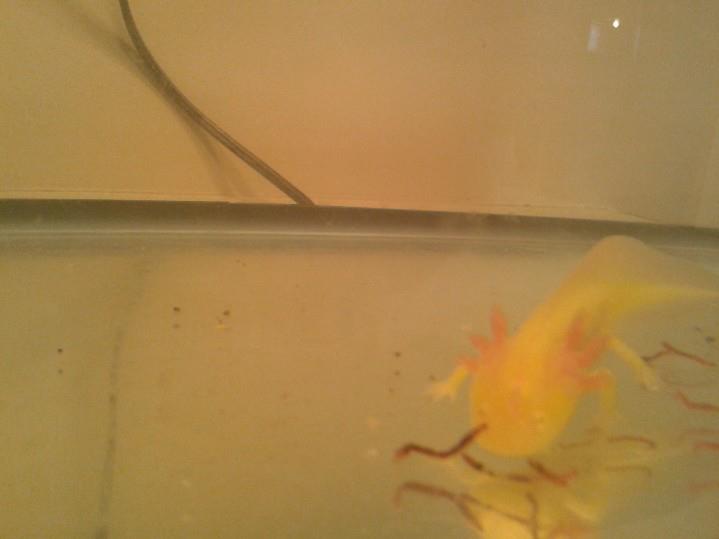 feeding in the big boy tank :)