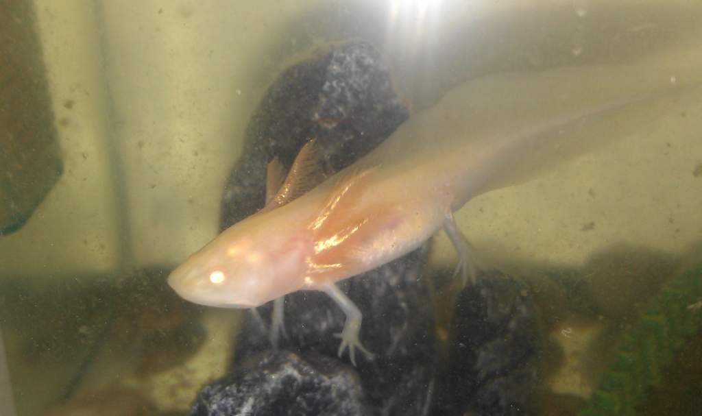 Feeding time at about 6 weeks old- he doesn't go for the little floating daphnia anymore, but loves his bloodworms :)