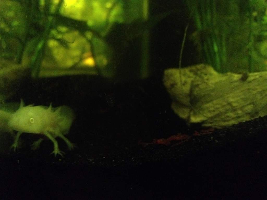 Feeding Time! I changed his lighting to cool LED's.