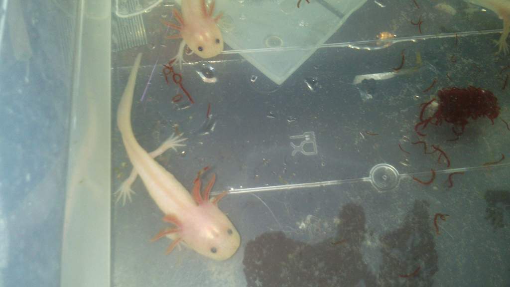 feeding time