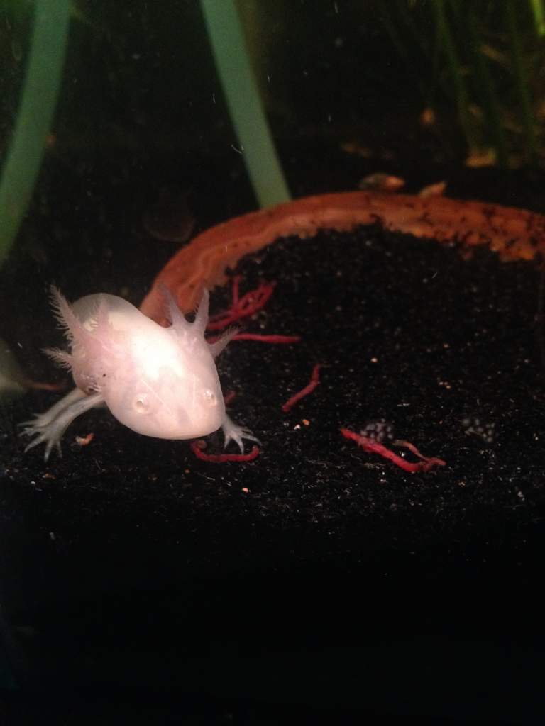 Feeding Time (: