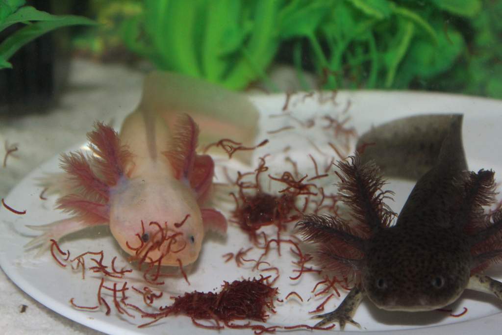 feeding time!