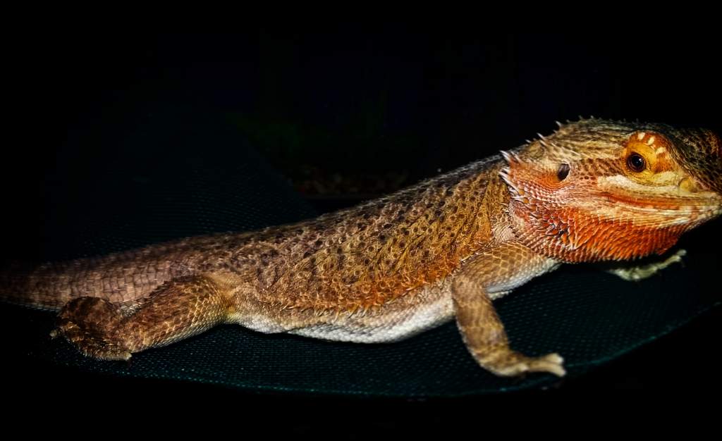 Female bearded dragon