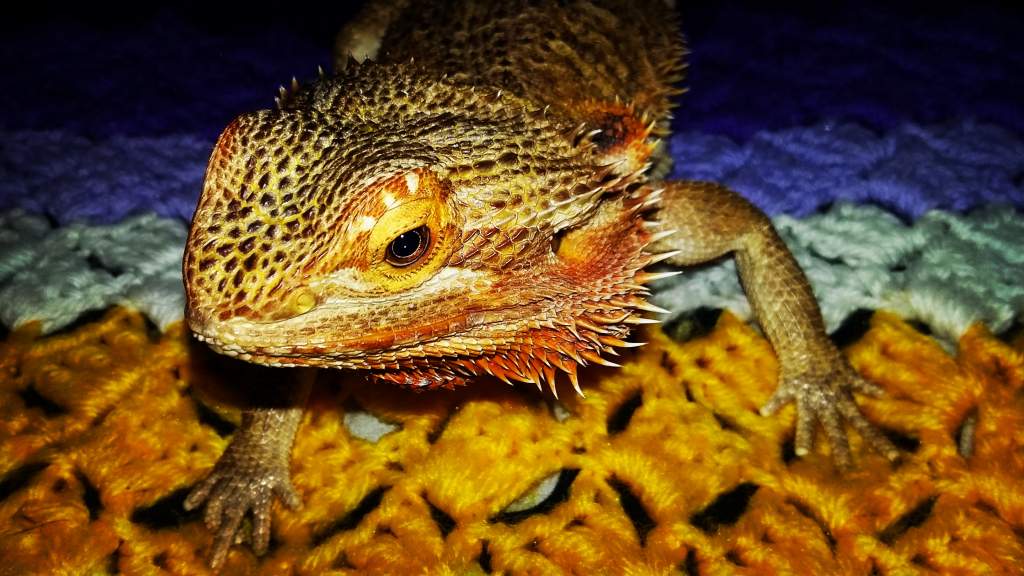 Female bearded dragon