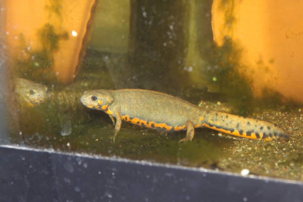 Female C. cyanurus