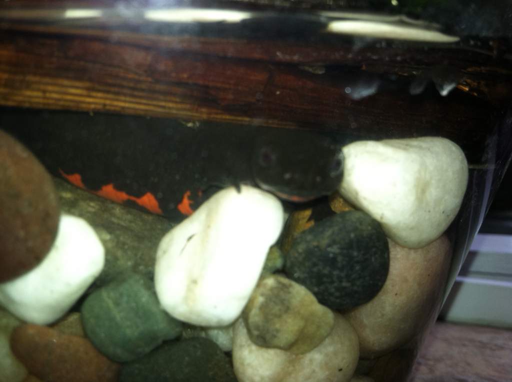 female fire belly climbing under a log
