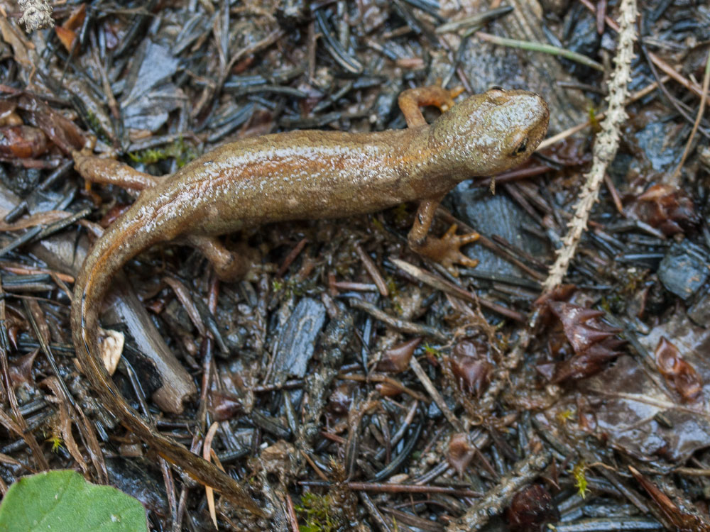 Female Ichthyosaura alpestris