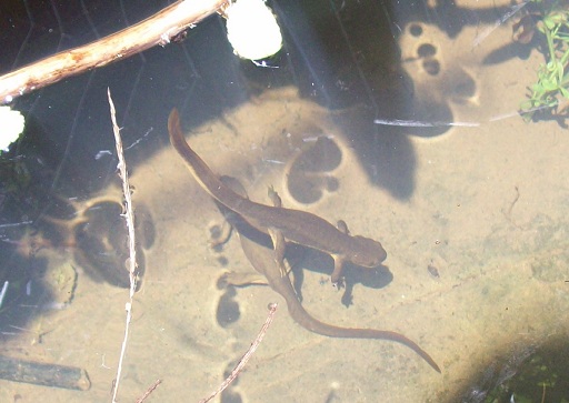 Female in wild before we got her